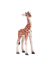 Giraffenkalb