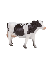 Holstein Kuh