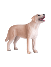 Labrador