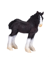 Shire Horse Fohlen