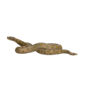 Grosse Anakonda