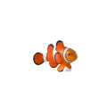 Clown-Fisch
