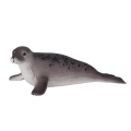 Kegelrobbe