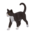 Katze