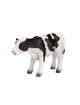 Veau Holstein debout